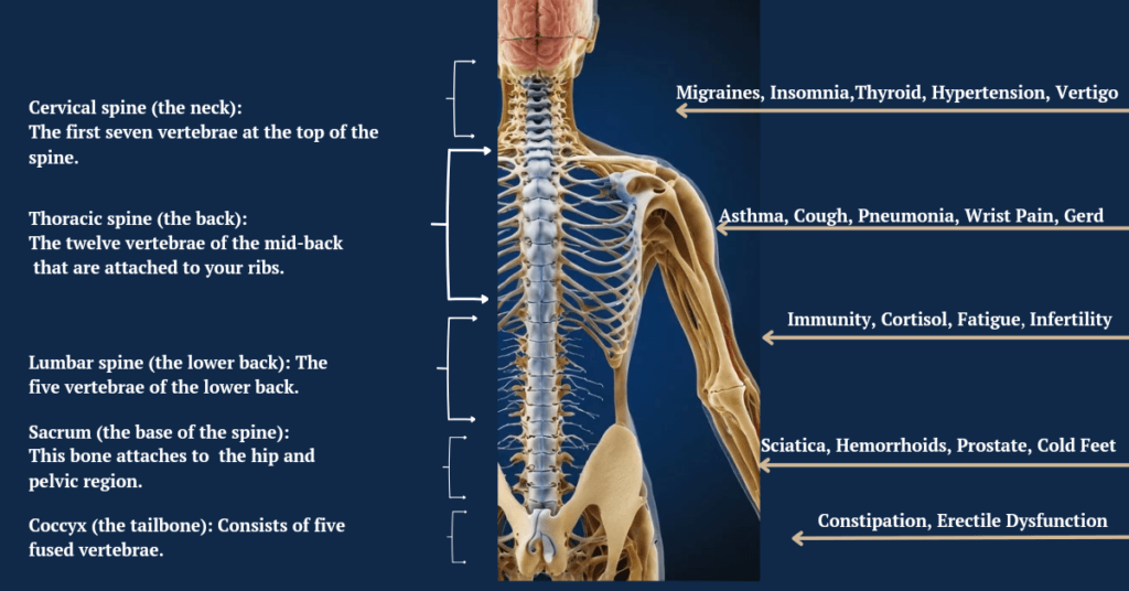 Spinal nerves chart with correlation effects of spinal nerves injury on the body.