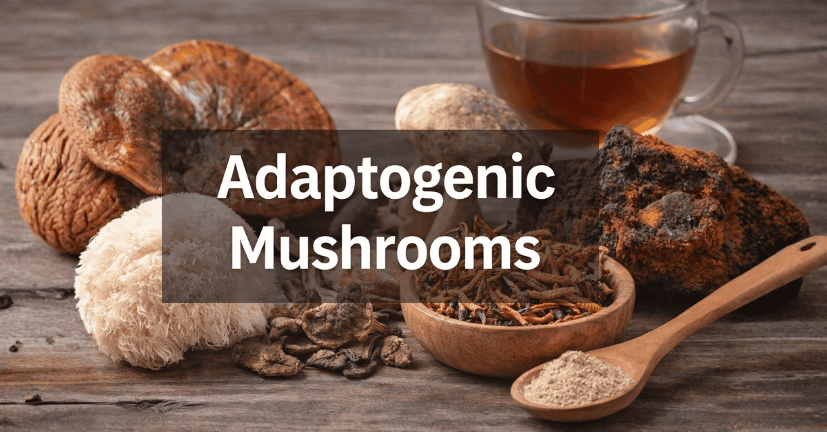 Adaptogenic mushrooms including reishi, lion’s mane, and chaga